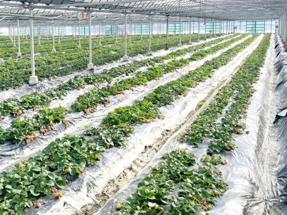 貴志川いちご狩り園(画像提供:公益社団法人 和歌山県観光連盟)