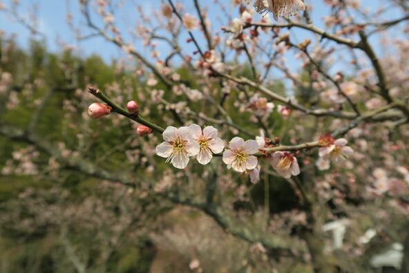 青谷梅林に咲く梅の花(画像提供:lavender / PIXTA)