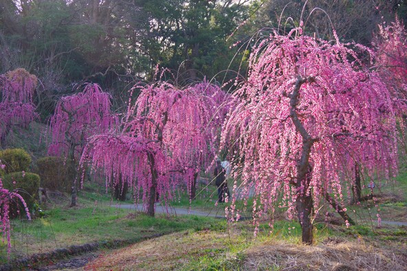 過去の満開時の様子(画像提供:ホーリ / PIXTA)