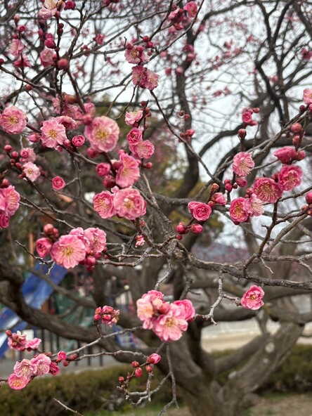 2026年3月3日の様子 (一社)信州上田観光協会