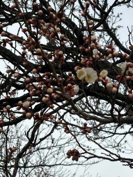 2026年3月3日の様子 (一社)信州上田観光協会