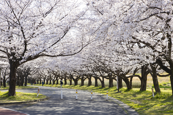 画像:Photo_N / PIXTA