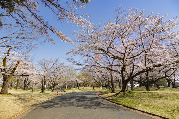 画像: Photo_N / PIXTA