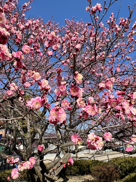 2026年3月5日の様子 (一社)信州上田観光協会