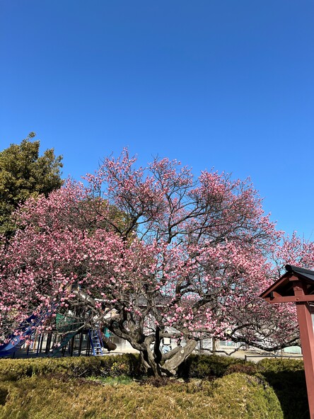 2026年3月5日の様子 (一社)信州上田観光協会