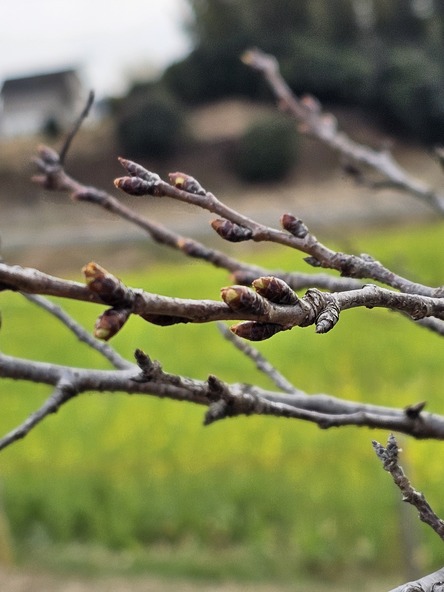 2026年3月10日の様子