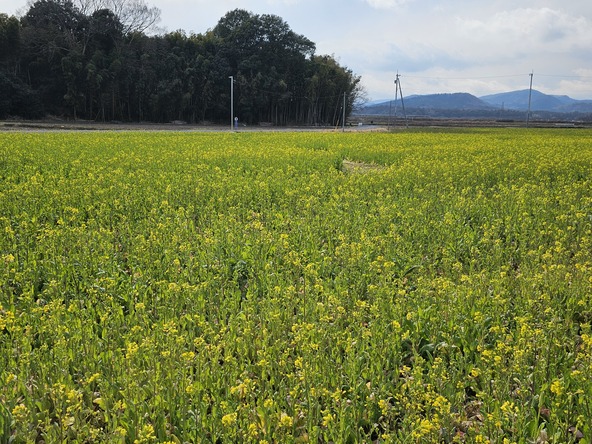 2026年3月10日の様子