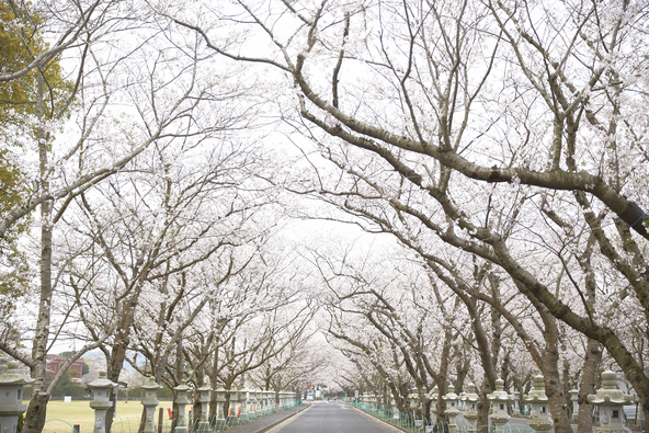 写真提供:南九州市