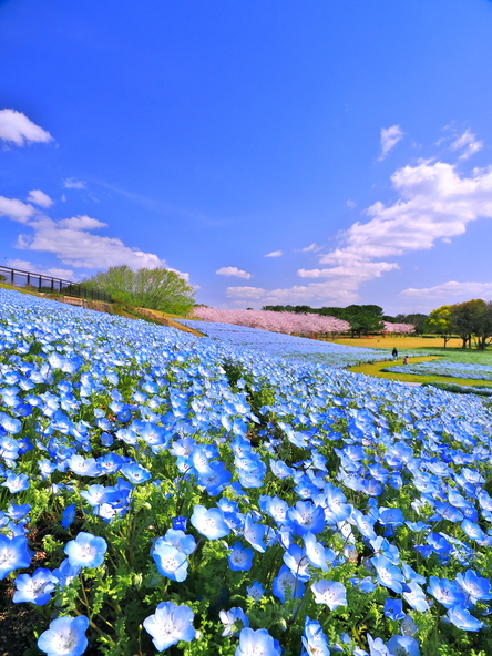 ネモフィラと桜