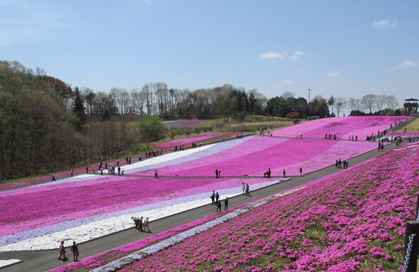 「塩田調整池」から続くなだらかな斜面に芝ざくらが広がります