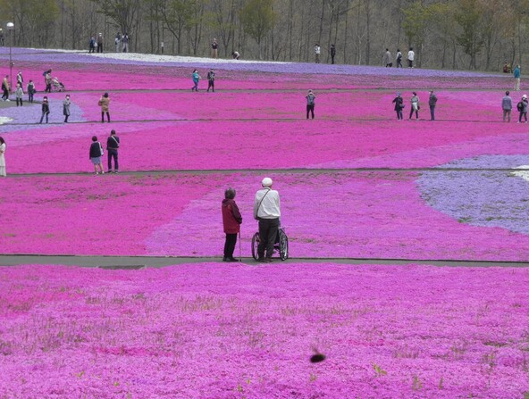 園内の「芝ざくら公園内特設ステージ」ではステージイベントも実施されます