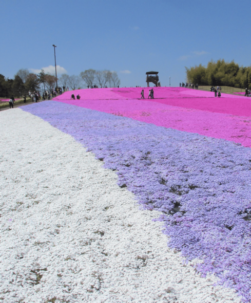 芝ざくらの魅力をさらに感じられる特別企画に参加しましょう♪