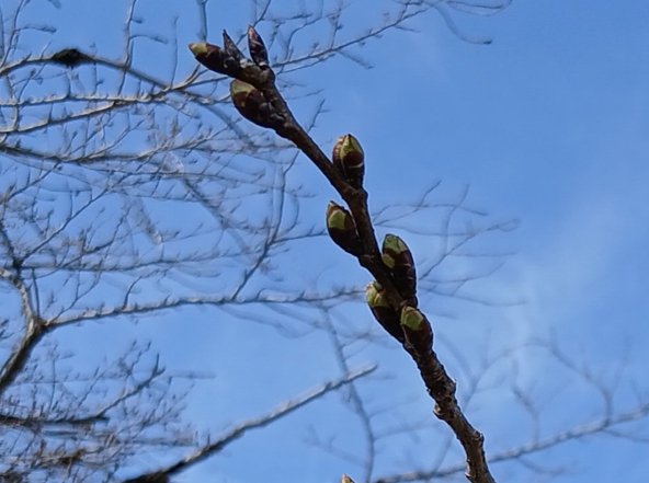 2026年3月16日の様子