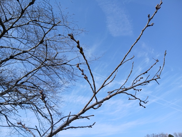 2026年3月16日の様子