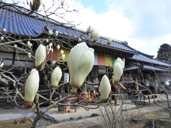 高照寺のモクレン 4月初旬~5月初旬にかけて、白・ピンク・赤・錦・紫・黄など6色8種のモクレンが順に咲きます。