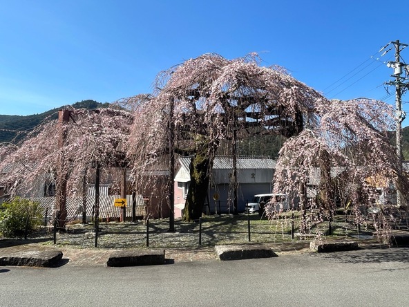 2026年3月17日の様子