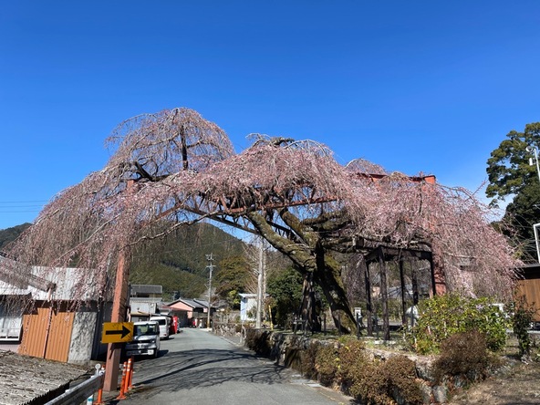 2026年3月17日の様子