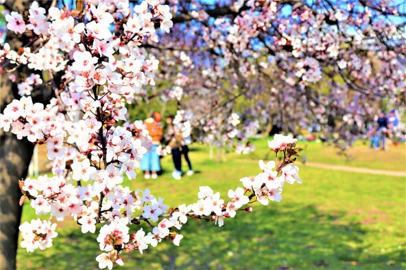 さまざまな種類の桜が咲き乱れる名所(画像提供:まきたまる / PIXTA)