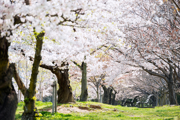 「日本さくらの名所100選」にも選出された名所(画像提供:f_nozoyasu / PIXTA)