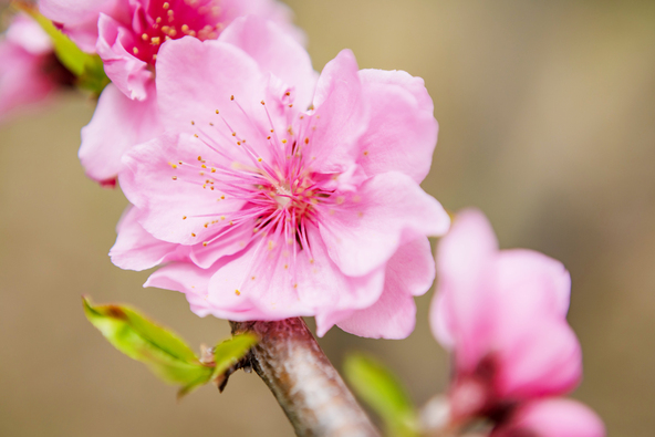 春の訪れを感じさせる花桃(画像提供:huyusoubi / PIXTA)