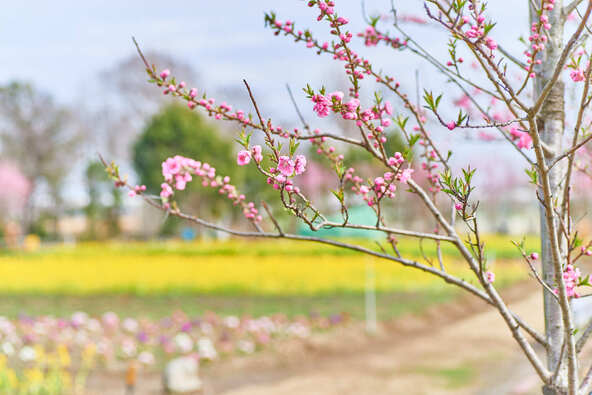過去の開花時の様子(画像提供:おじよん / PIXTA)
