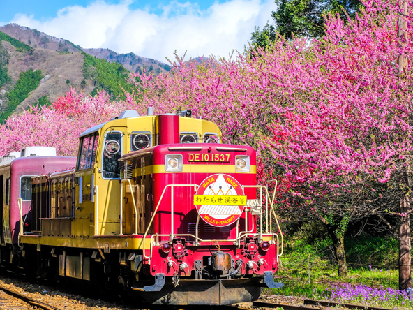 満開の花桃とトロッコ列車(画像提供:tenjou / PIXTA)