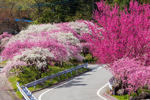 小夜戸・大畑花桃街道の様子(画像提供:ゆうた1127 / PIXTA)