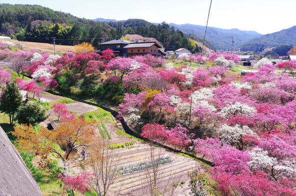 雄大なアルプスを背景に咲く花桃(画像提供:はぴえ☆ / PIXTA)