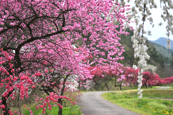 花桃を眺めながら散策を楽しめます(画像提供:HARUH / PIXTA)