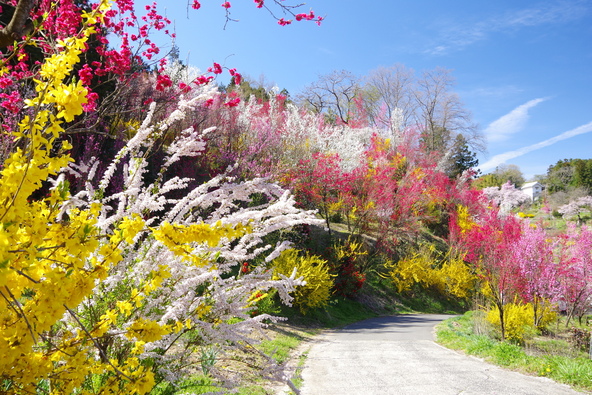 約7,000本の花木が彩る花やしき公園(画像提供:akira / PIXTA)