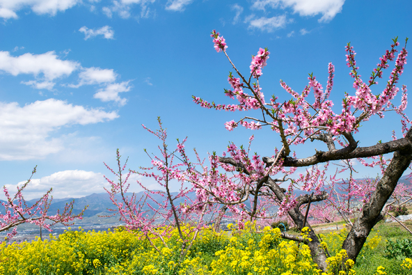 「釈迦堂PA」周辺に広がる桃源郷のような景色(画像提供:Masa / PIXTA)