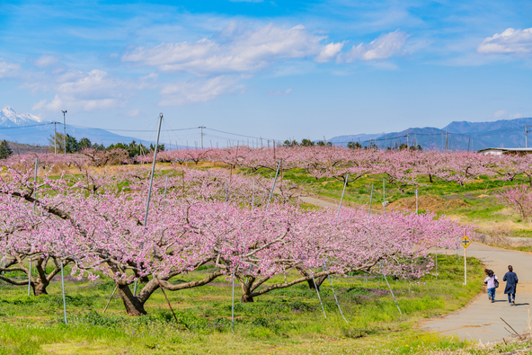 山々に囲まれた新府桃源郷に広がる花桃の景色(画像提供:Yoshitaka / PIXTA)