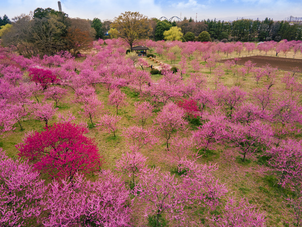 歴史ある古河公方公園に咲く花桃