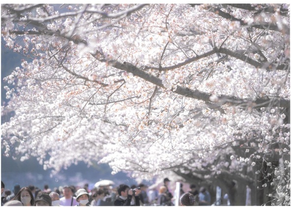 羽村市で愛され続ける春の風物詩