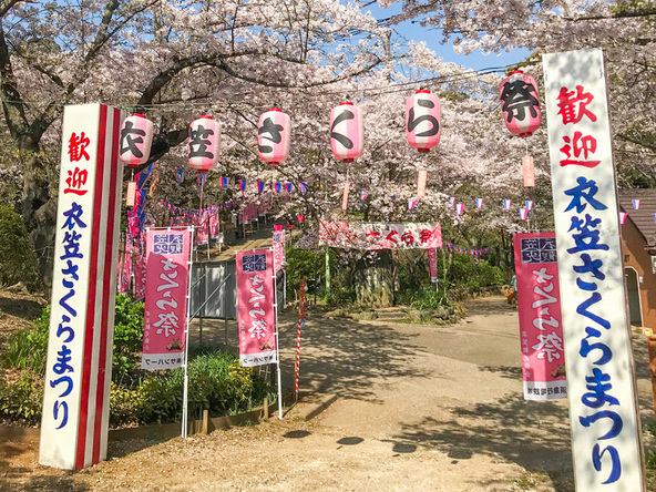 日本さくら名所100選の衣笠山公園で約2,000本の桜を楽しもう