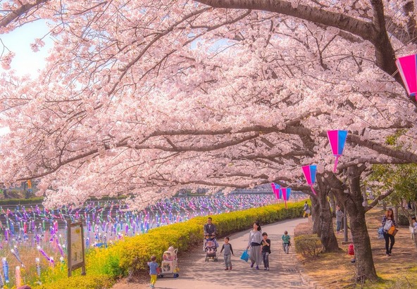 桜と鯉のぼりがコラボレーション