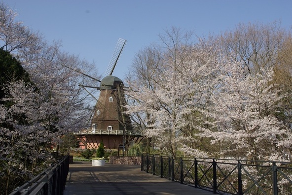 15種類800本の桜が順次開花!