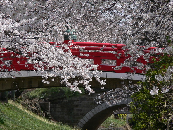 桜を楽しみながら唐沢川の桜堤をお散歩しましょう!