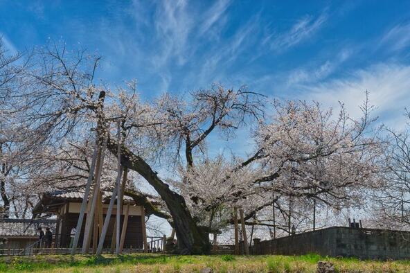 「石戸蒲ザクラ」の開花期だけ特別公開!