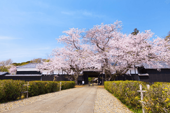 江戸時代にタイムスリップしたような園内で桜まつり