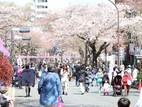 播磨坂さくら並木で春の彩りを満喫