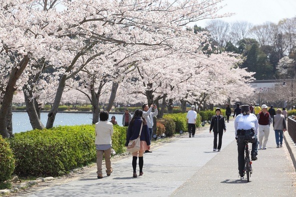 春には千波湖を囲むように桜並木が続きます
