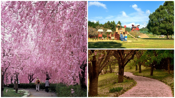 日本一の大きさを誇る獅子頭と約500本の桜が共演♪
