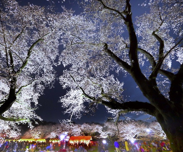 初日夜は幻想的な夜桜ライトアップを実施