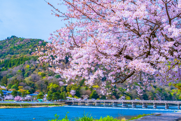 日本さくら名所100選にも選ばれた桜の名所(画像提供:shimanto / PIXTA)