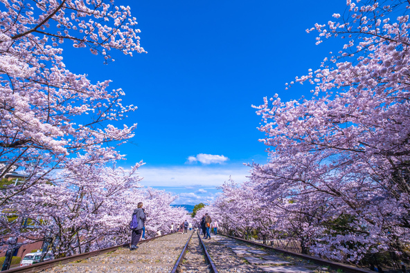 廃線を包むように咲く桜のアーチ(画像提供:shimanto / PIXTA)