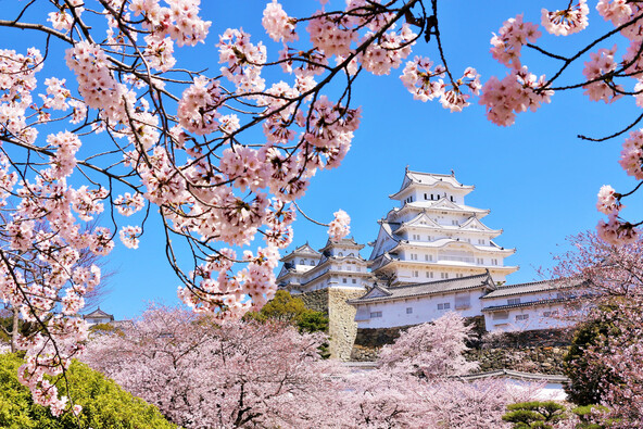 1,000本あまりの桜が咲き誇ります(画像提供:よっちゃん必撮仕事人 / PIXTA)