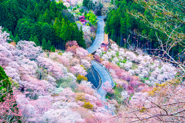 約200種30,000本の桜が密集しています(画像提供: mono / PIXTA)