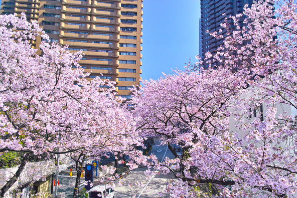 駅近くで桜を上から鑑賞できます(画像提供:7maru / PIXTA)
