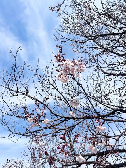 2026年3月24日の様子(狭山池北堤の標本木)